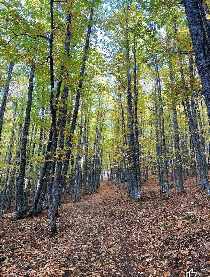 Willa Bonita Casa En El Bosque - El Tiemblo Zewnętrze zdjęcie